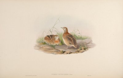 Turnix dussumieri = Turnix sylvaticus dussumier door John Gould